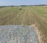 Bale Netting