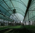 Shading Net