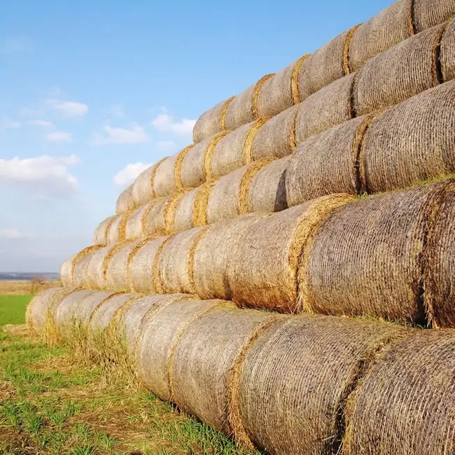 SOYPLAS Manufacturing Facility